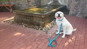 One dog-friendly Mendocino drive: Highway 128