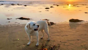 Go coast crazy with your dog along Highway 1
