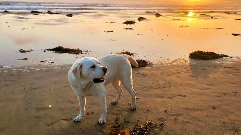 Maya chasing the sun at Pismo Beach, SLO.