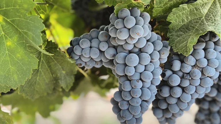 Tackitt Family Vineyards, a dog-friendly winery in San Miguel, California