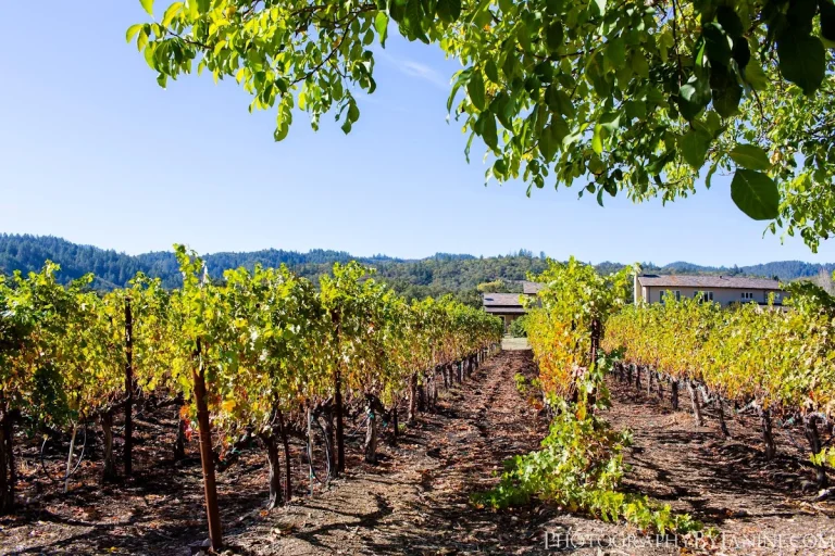 Tedeschi Family Winery, Calistoga