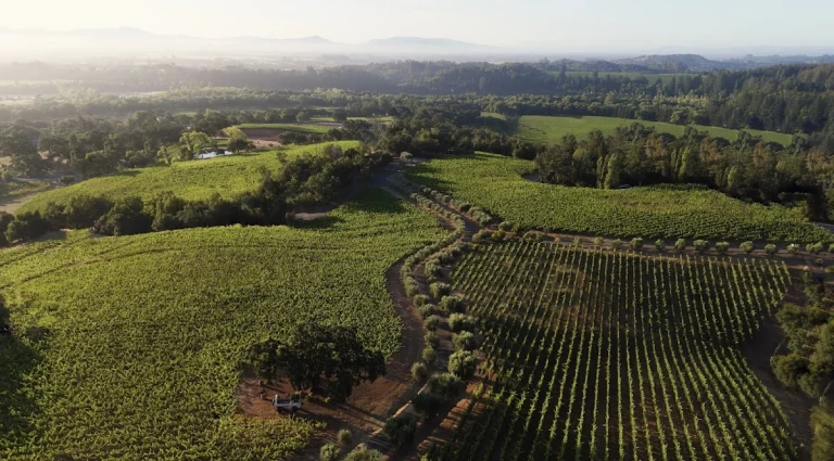 Thomas George Estates, a dog-friendly winery in Healdsburg, California