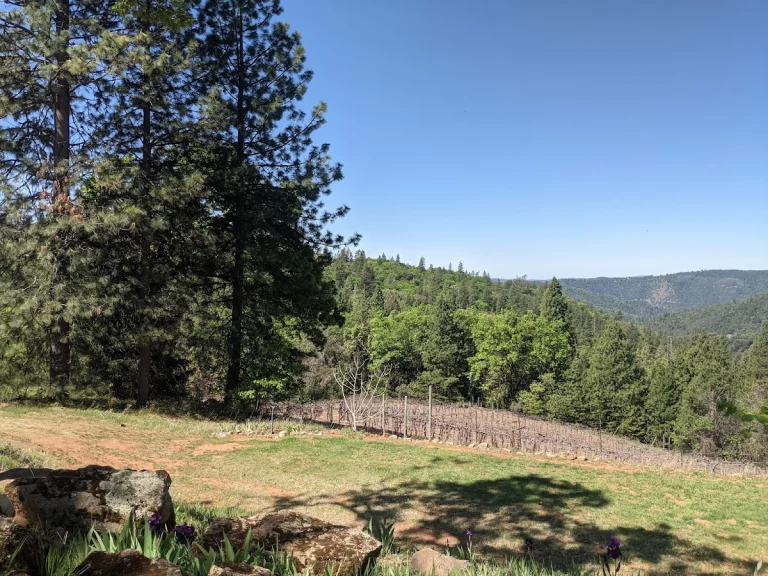 Wofford Acres Vineyards, a dog-friendly winery in Camino, California