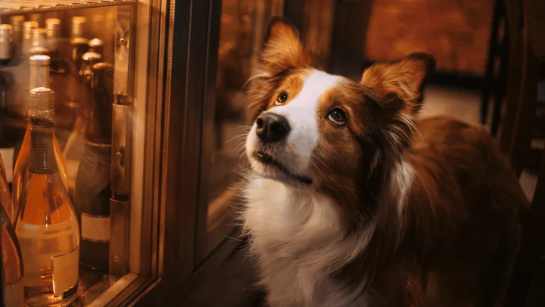 Image from Sip and savor with your pup: fall winery-trekking on DogTrekker