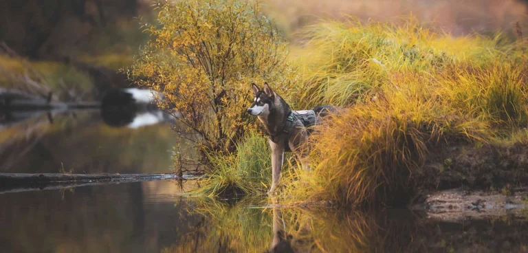 Yes, you can take dogs to Yosemite,