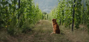 Five of California’s best dog-friendly wineries
