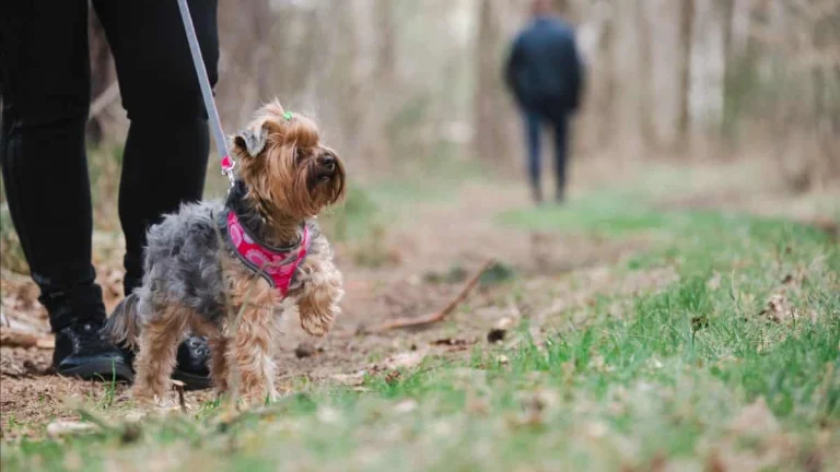 terrier-on-leash-Photo-by-Kamil-Klyta