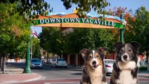 A dog day in Vacaville