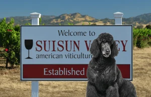 Dog-friendly wineries near Vacaville