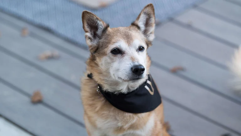 Oasis by Hoopes Vineyard, a dog-friendly restaurant in Napa, California