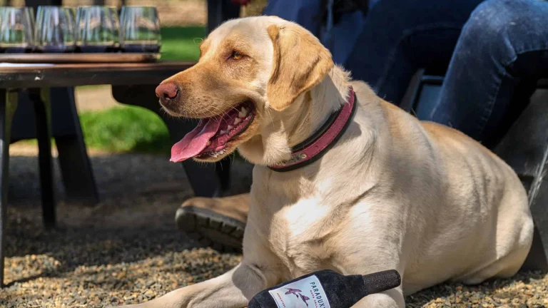 Paraduxx, a dog-friendly restaurant in Napa, California