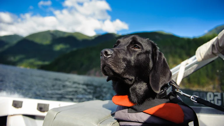 Black Labrador Retriever dog wearing a life jacket in a boat