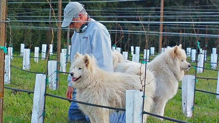 Smiling Dogs Ranch Winery and