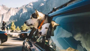 Yosemite and Mariposa County: Awesome dog-friendly guide