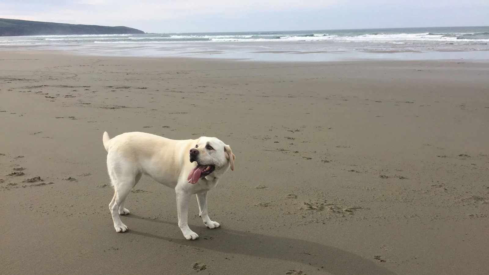 Maya at Dillon Beach. Photo by Dave Kendrick.