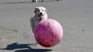 Unleash the fun at Muir Beach