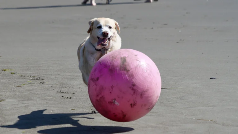 Kayla’s big beach ball at Muir Beach.