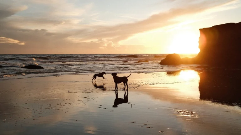 Photo by Visit Santa Cruz, two dogs playing on beach.
