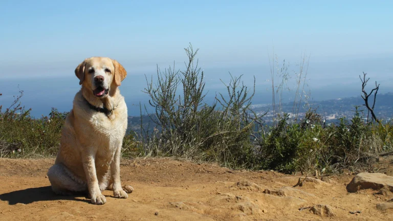 Kaya at the top of Seven Falls Trail overlooking Santa Barbara.