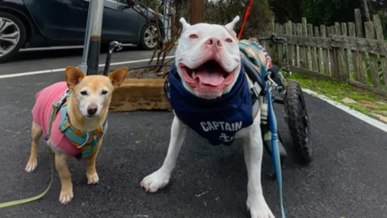 Dog at Rendevous Mendocino. Photo by @pnw_captain_jack.