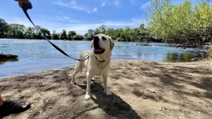 Maya (RIP), DogTrekkerr.com's Barketing Director, walking near the Sacramento River Trail in Redding.