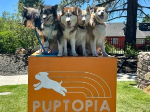 DogTrekker’s official spring/summer event guide is live!