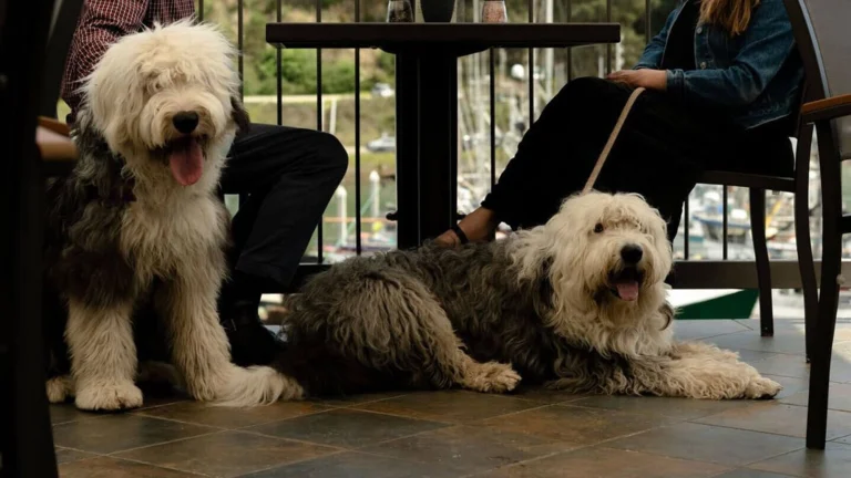 Image from Tasty treats for hungry travelers on DogTrekker