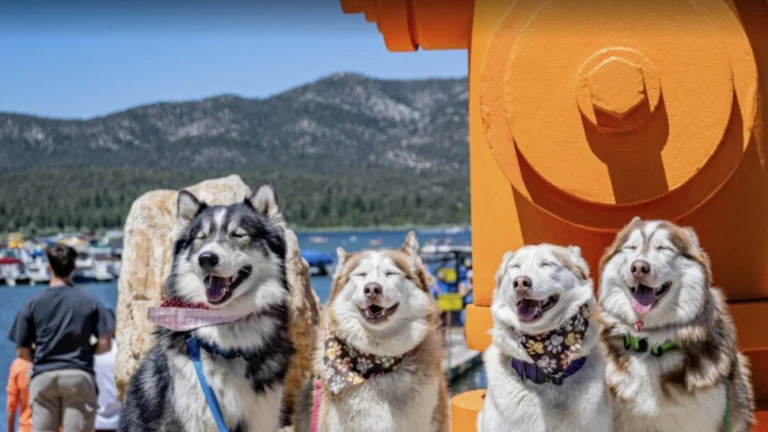 Image from Puptopia Festival returns to Big Bear Lake on DogTrekker