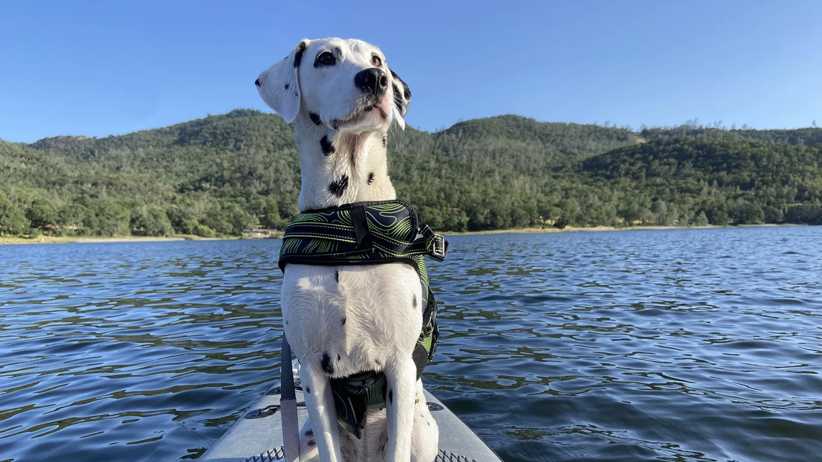 2024 DogTrekker Go California Photo Contest entry. Photo by Julie W. 