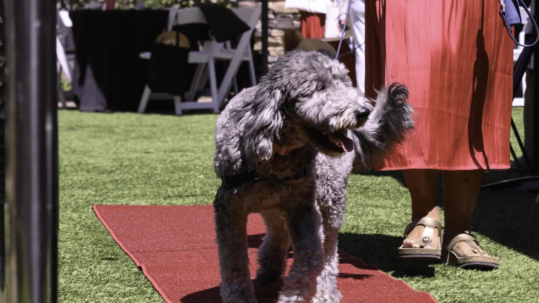 Wag, Wine & Dine 2025, a dog-friendly event in California