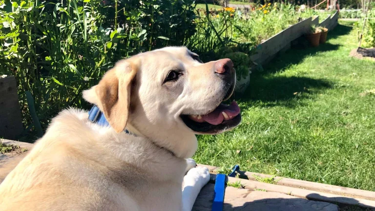 Maya checks out the Santford Inn’s organic gardens.