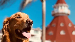 SurfDogTurbo_HotelDel_COronado