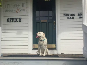 Pup Palooza: Cabanas and pup-friendly rooms, oh my!