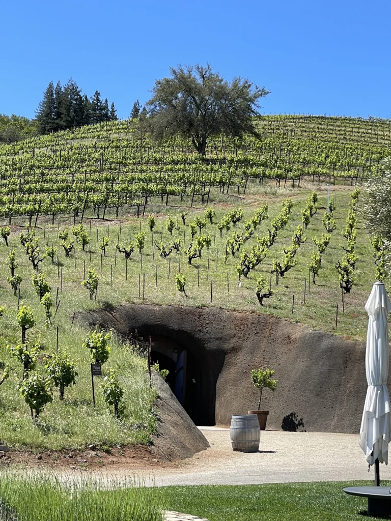 Bella Vineyards & Wine Caves, a dog-friendly winery in Healdsburg, California