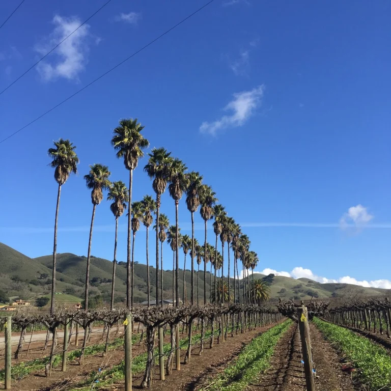 Dorcich Family Vineyards