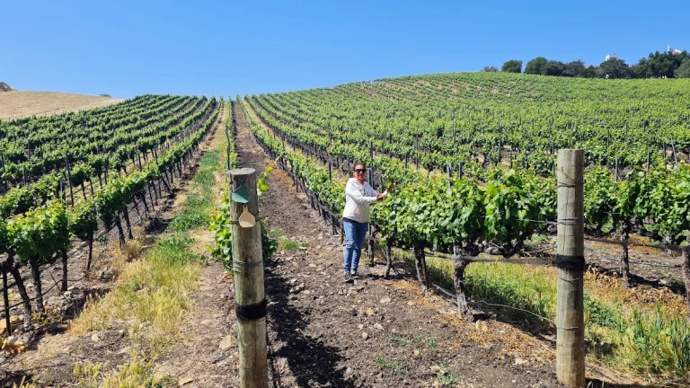 Laetitia Vineyard & Winery, a dog-friendly winery in Arroyo Grande, California