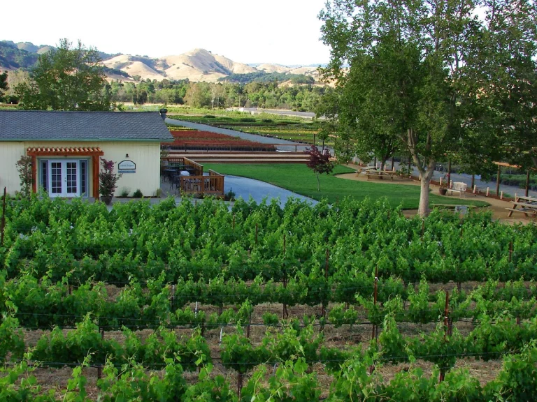 Sarah’s Vineyard, a dog-friendly restaurant in Gilroy, California